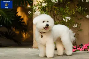 Read more about the article Bichon Frisé breeders and puppies in Wisconsin