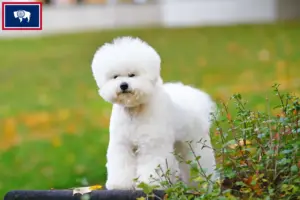 Read more about the article Bichon Frisé breeders and puppies in Wyoming