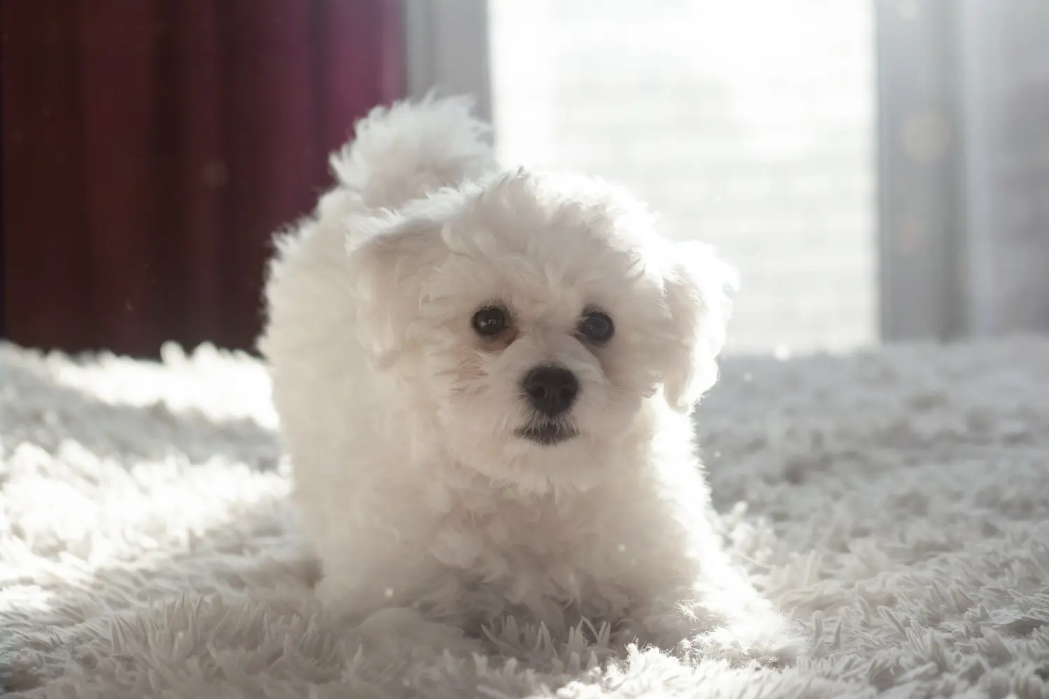 Buying a Bichon Frisé puppy means taking responsibility! Buy Bichon Frisé puppies.