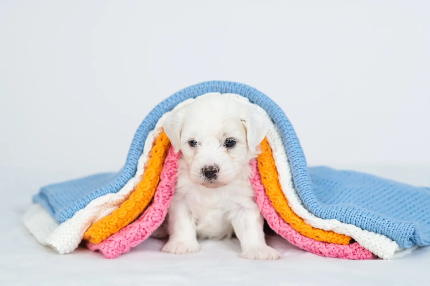 Buying a Bichon Frisé puppy means taking responsibility! Buy Bichon Frisé puppies.