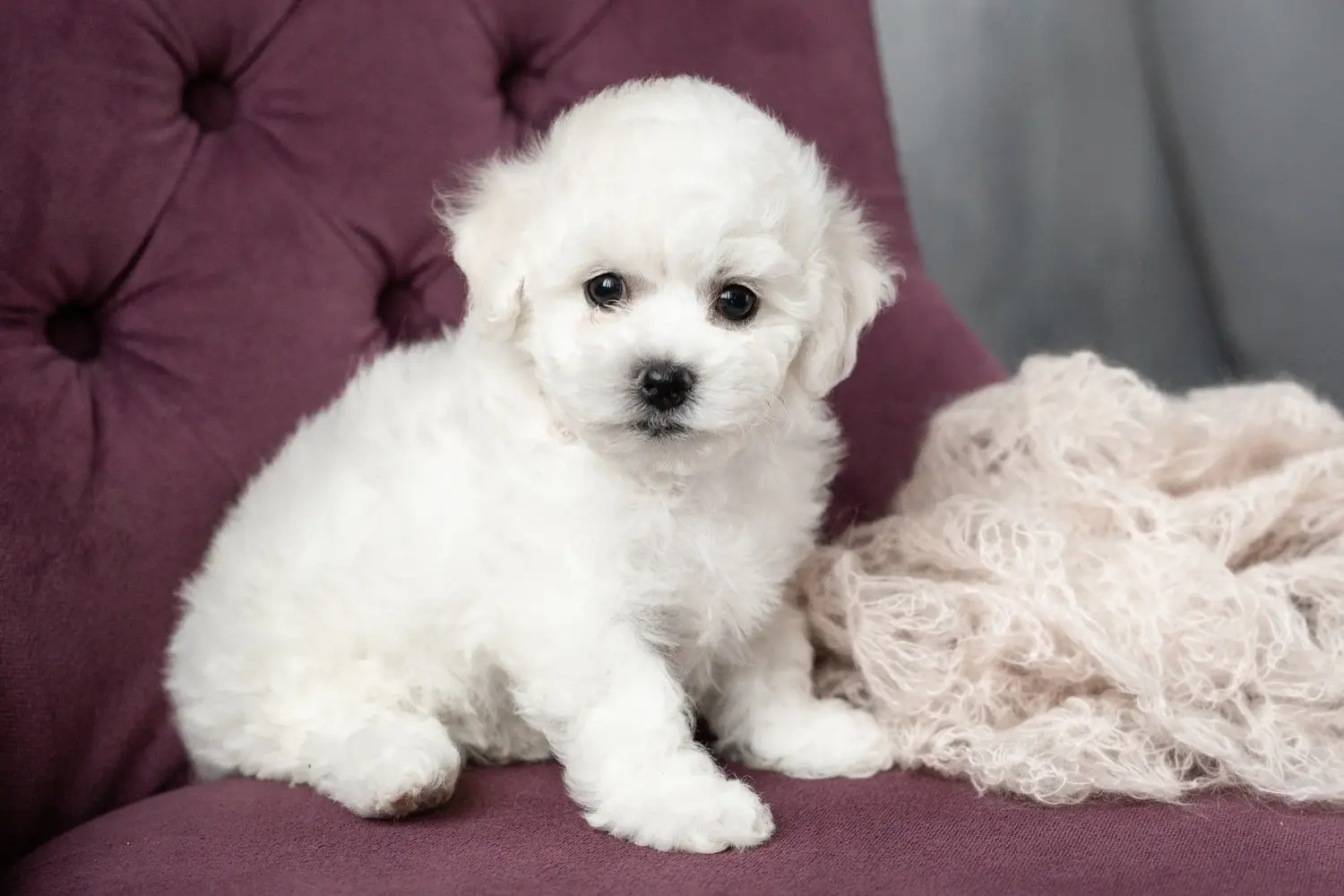 Buying a Bichon Frisé puppy means taking responsibility! Buy Bichon Frisé puppies.