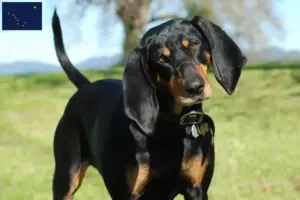 Read more about the article Black and Tan Coonhound Breeders and Puppies in Alaska