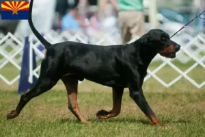 Read more about the article Black and Tan Coonhound breeders and puppies in Arizona