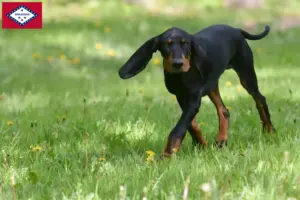 Read more about the article Black and Tan Coonhound Breeders and Puppies in Arkansas
