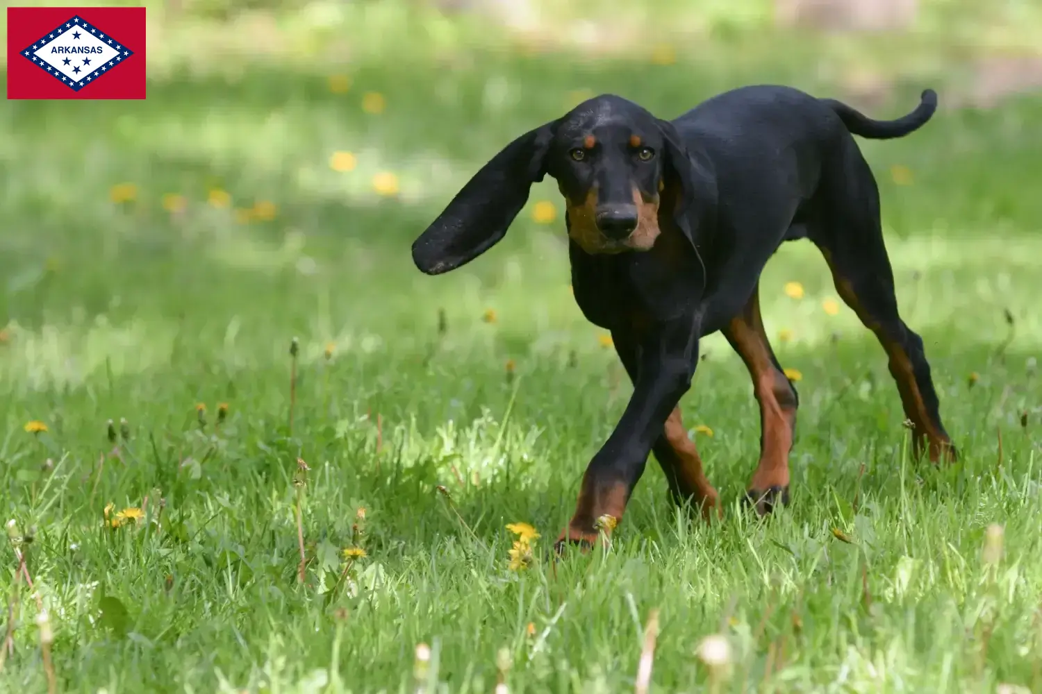 Black and Tan Coonhound puppies and breeders Arkansas Find Black and Tan Coonhounds breeders in Arkansas.