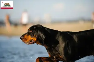 Read more about the article Black and Tan Coonhound breeders and puppies in California
