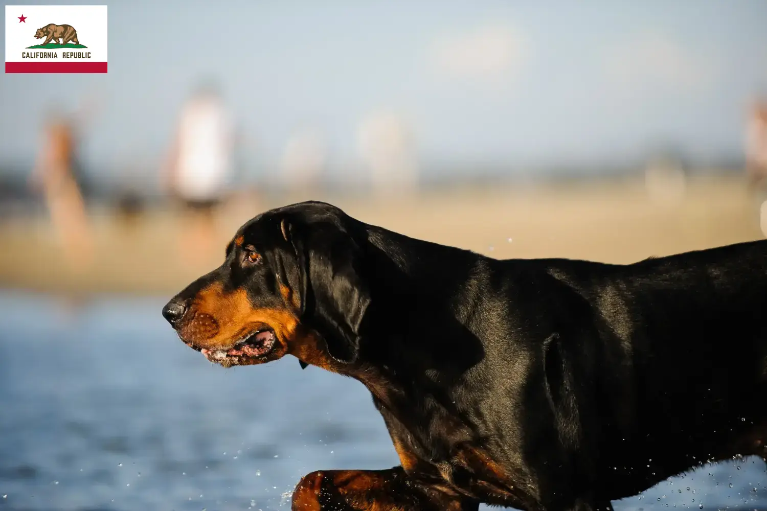 Black and Tan Coonhound puppies and breeders California Find Black and Tan Coonhounds breeders in California.