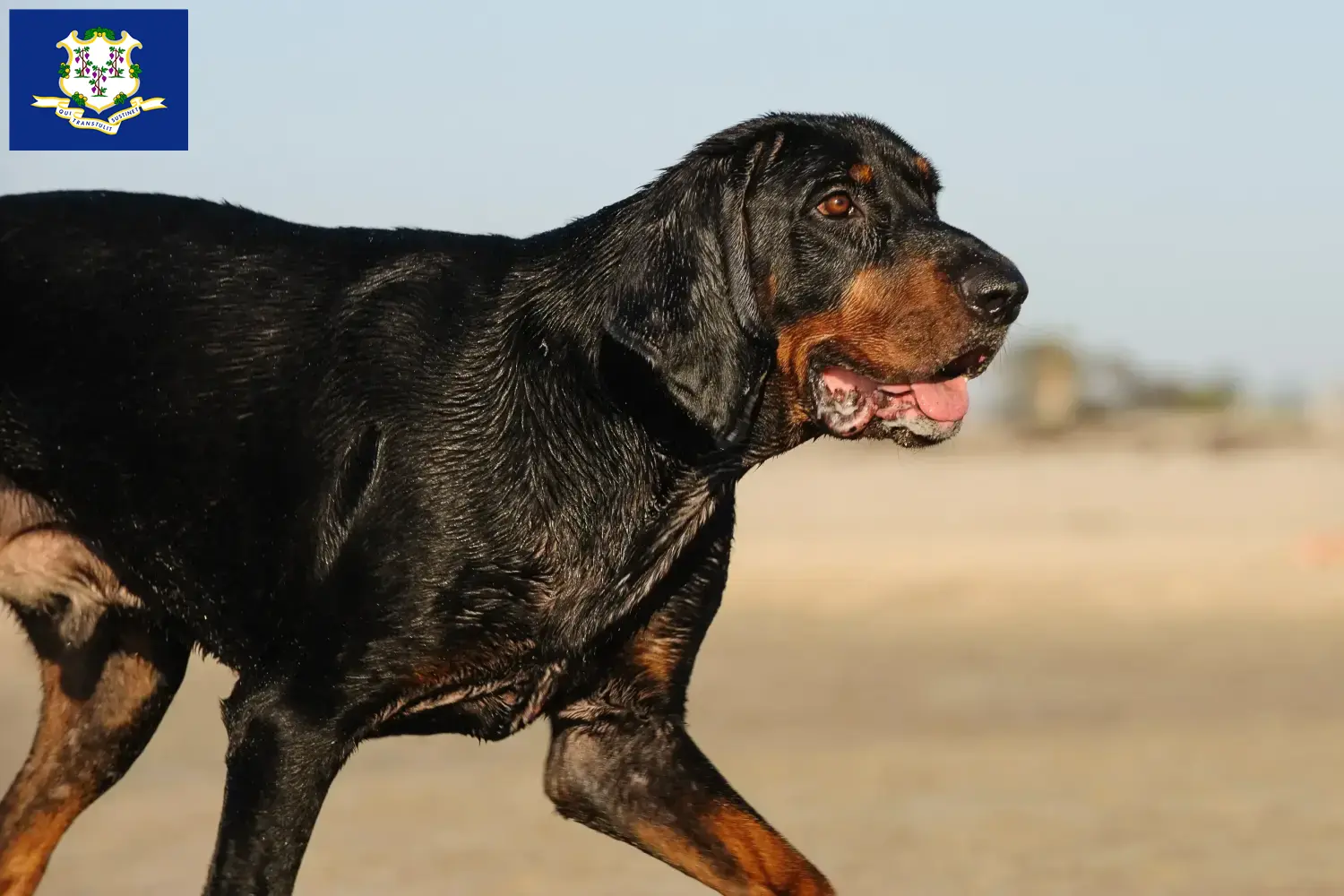 Black and Tan Coonhound puppies and breeders Connecticut Find Black and Tan Coonhounds breeders in Connecticut.