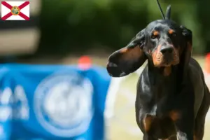 Read more about the article Black and Tan Coonhound breeders and puppies in Florida