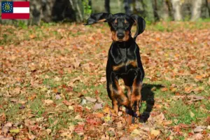 Read more about the article Black and Tan Coonhound breeders and puppies in Georgia