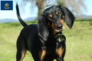 Read more about the article Black and Tan Coonhound Breeders and Puppies in Idaho