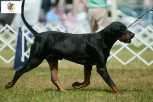 Read more about the article Black and Tan Coonhound breeders and puppies in Illinois