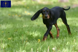 Read more about the article Black and Tan Coonhound breeders and puppies in Indiana
