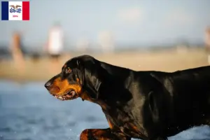 Read more about the article Black and Tan Coonhound Breeders and Puppies in Iowa
