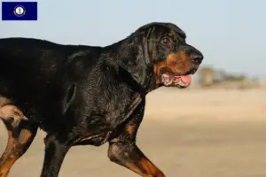 Read more about the article Black and Tan Coonhound breeders and puppies in Kentucky