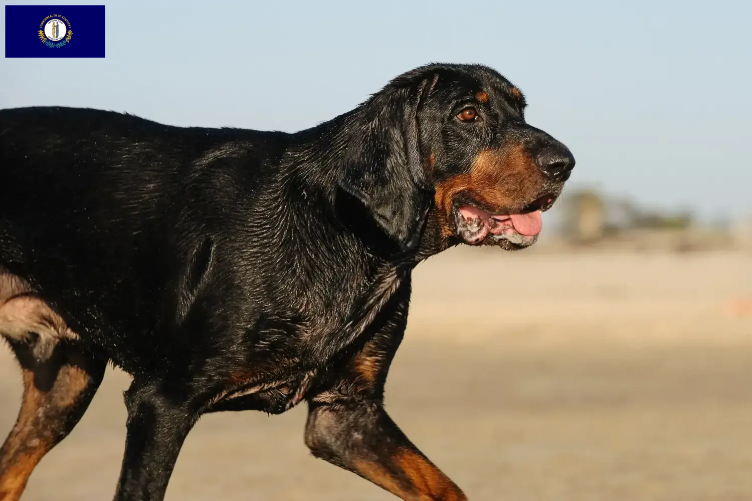 Read more about the article Black and Tan Coonhound breeders and puppies in Kentucky