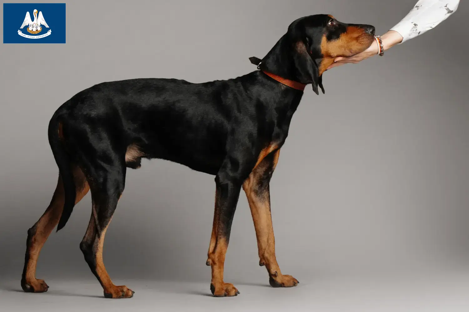 Read more about the article Black and Tan Coonhound breeders and puppies in Louisiana