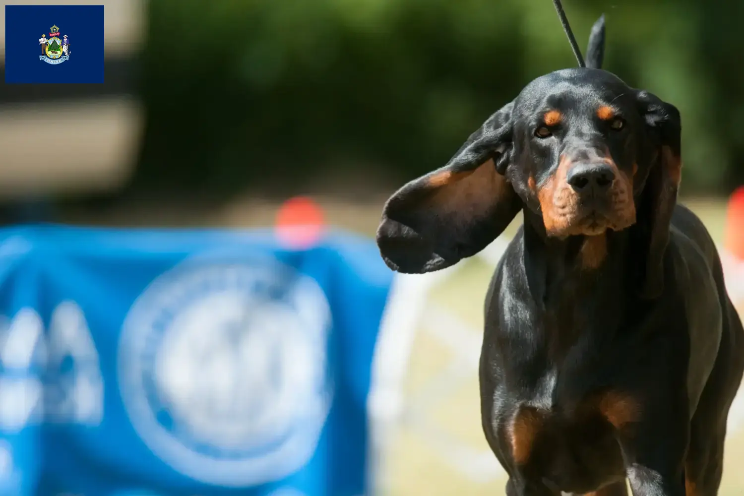 Read more about the article Black and Tan Coonhound breeders and puppies in Maine