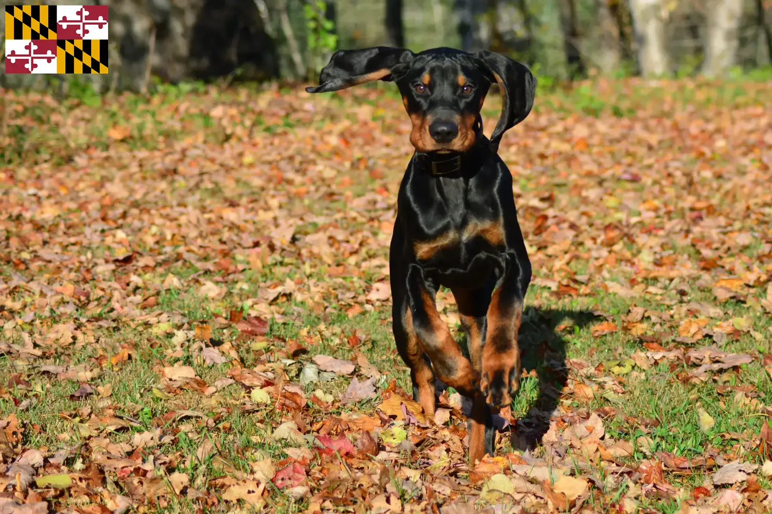 Read more about the article Black and Tan Coonhound Breeders and Puppies in Maryland