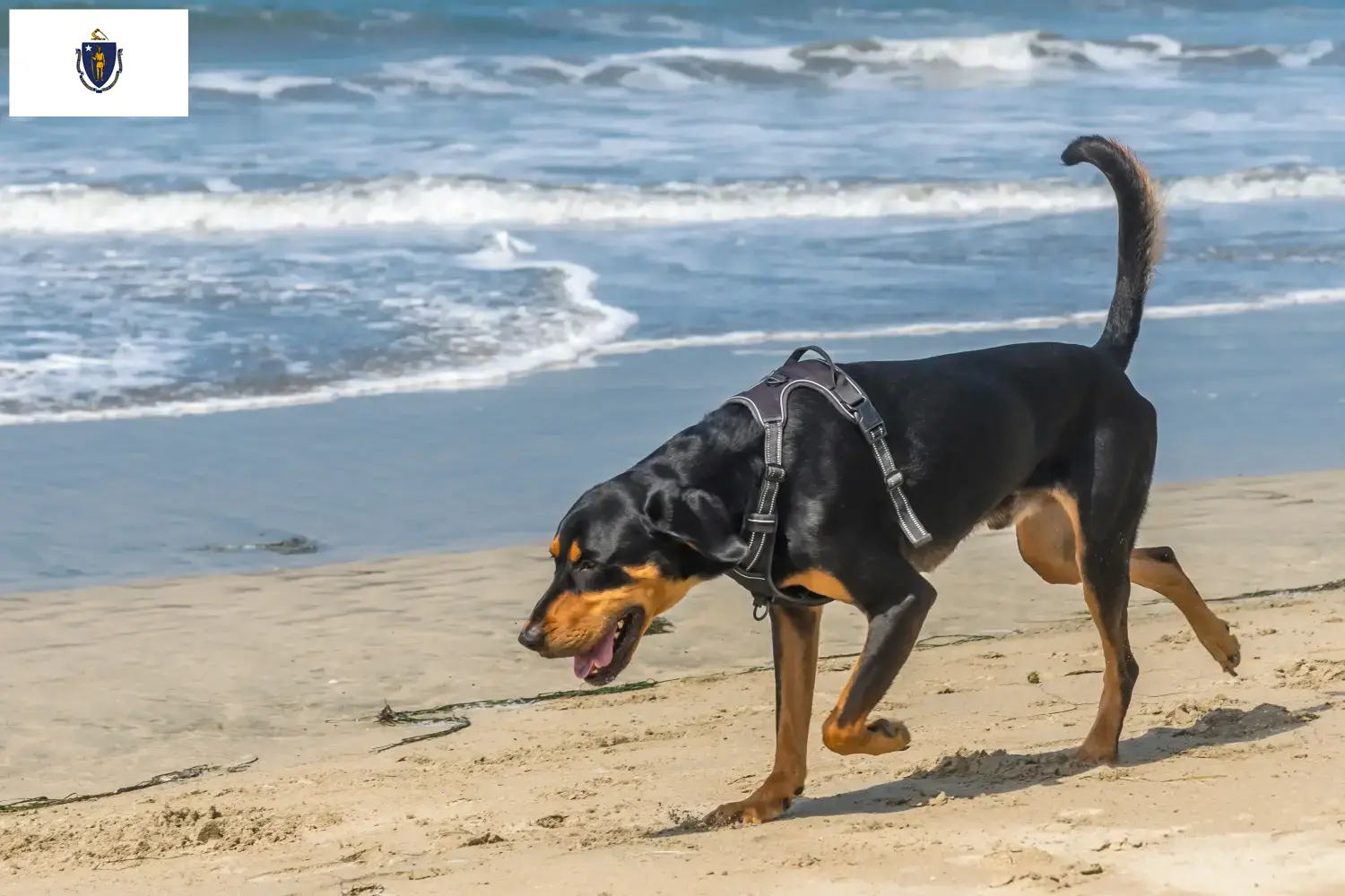 Read more about the article Black and Tan Coonhound Breeders and Puppies in Massachusetts