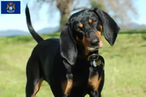 Read more about the article Black and Tan Coonhound breeders and puppies in Michigan