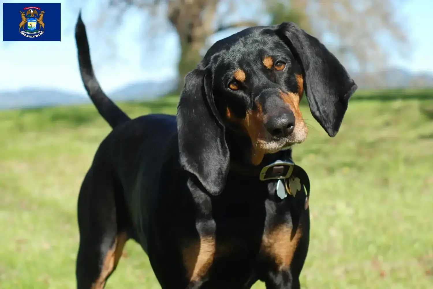 Read more about the article Black and Tan Coonhound breeders and puppies in Michigan