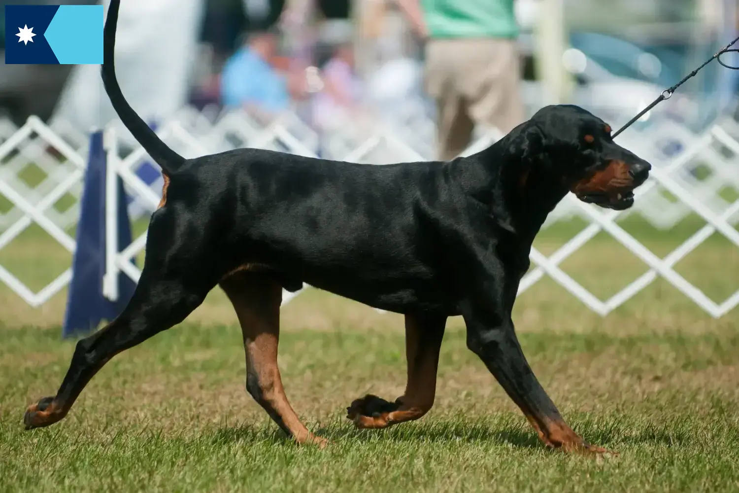 Read more about the article Black and Tan Coonhound Breeders and Puppies in Minnesota