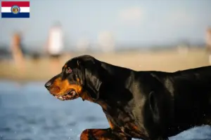 Read more about the article Black and Tan Coonhound breeders and puppies in Missouri