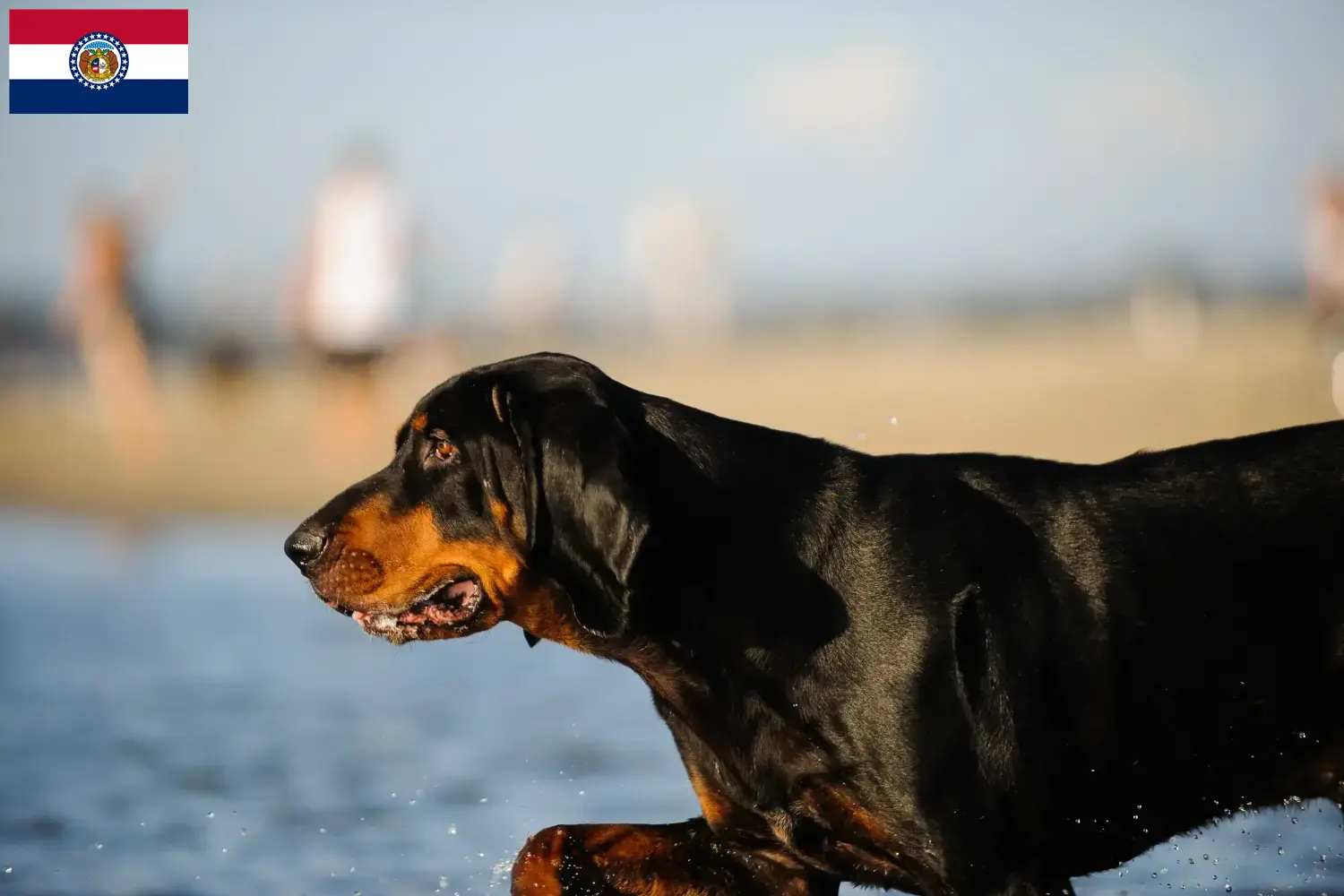 Read more about the article Black and Tan Coonhound breeders and puppies in Missouri