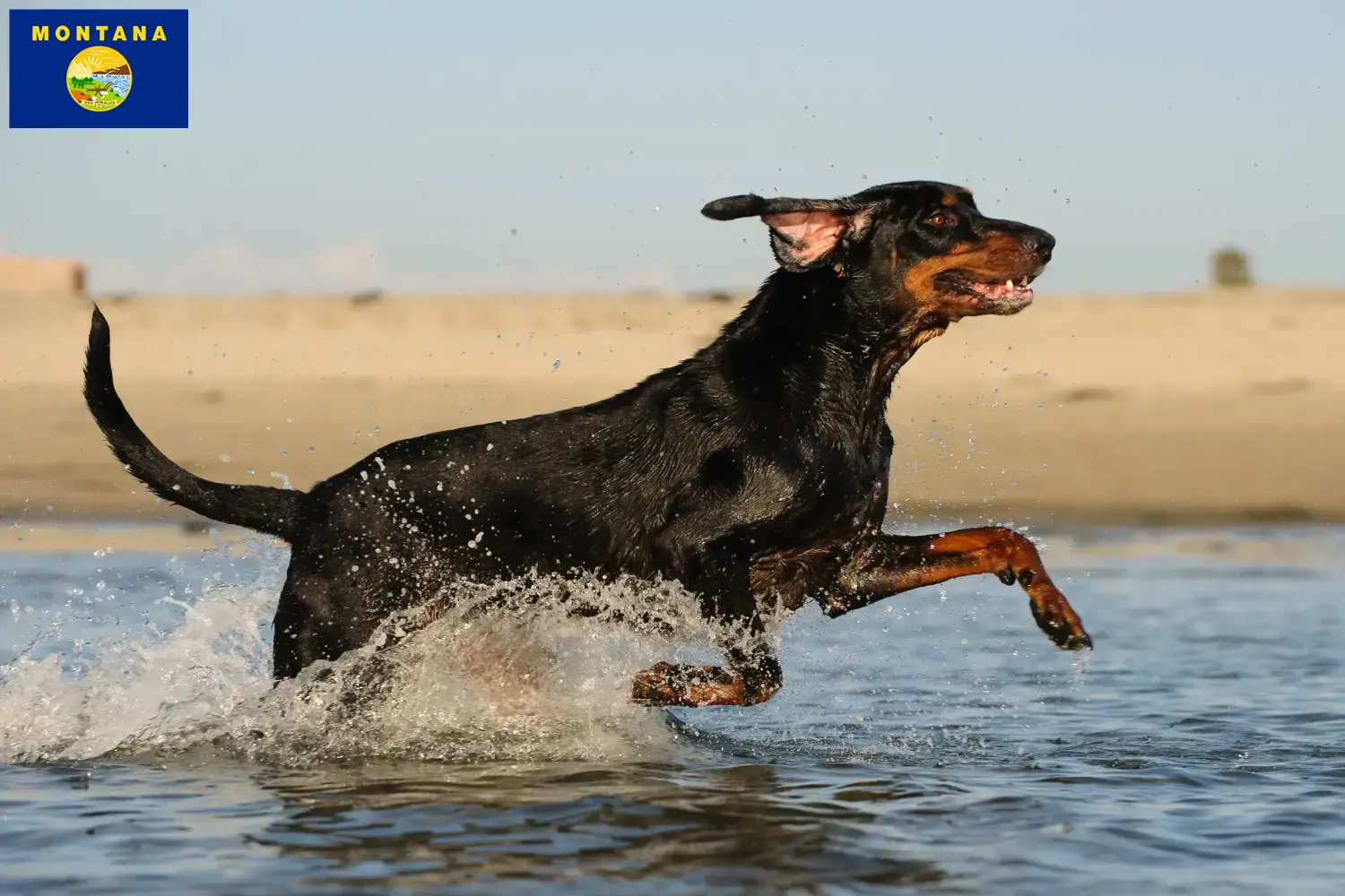 Read more about the article Black and Tan Coonhound breeders and puppies in Montana
