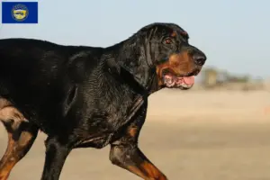 Read more about the article Black and Tan Coonhound Breeders and Puppies in Nebraska