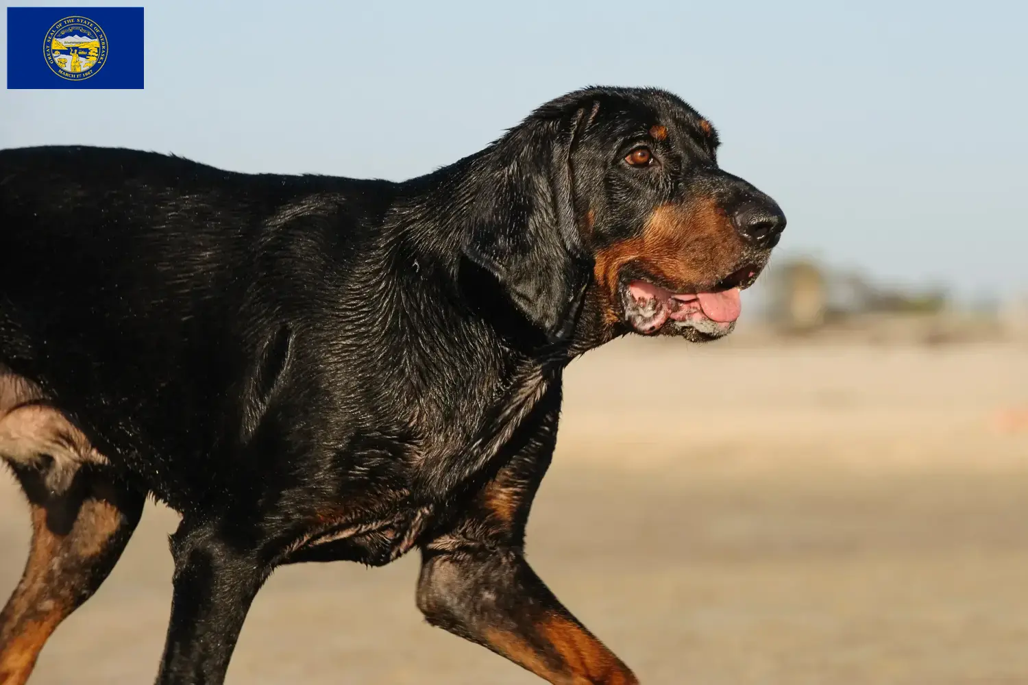 Read more about the article Black and Tan Coonhound Breeders and Puppies in Nebraska