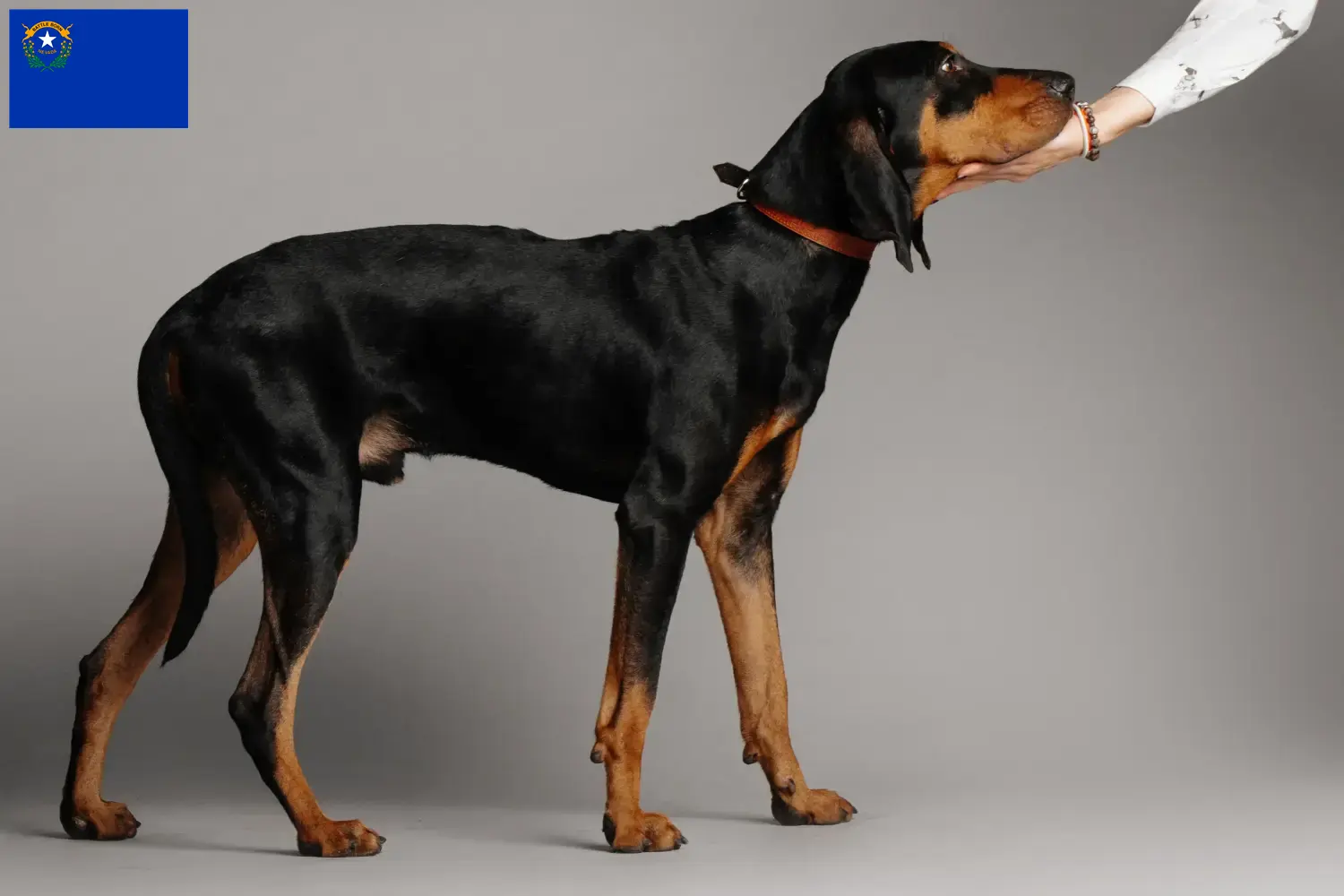 Read more about the article Black and Tan Coonhound Breeders and Puppies in Nevada