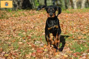 Read more about the article Black and Tan Coonhound Breeders and Puppies in New Jersey