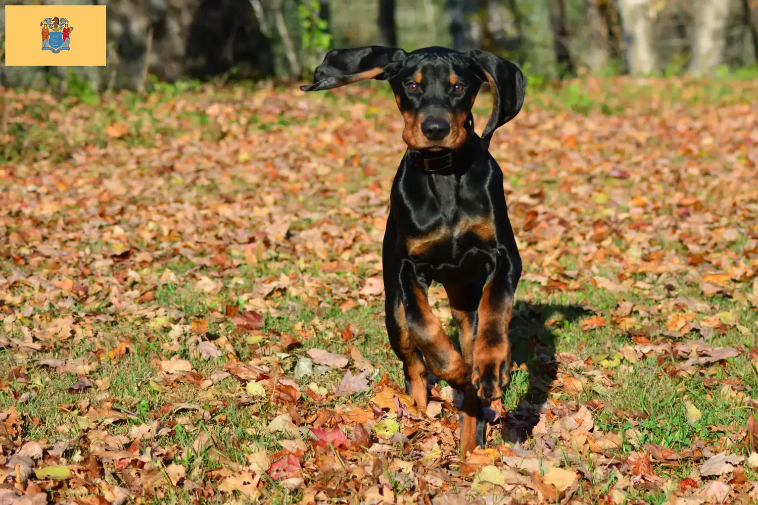 Read more about the article Black and Tan Coonhound Breeders and Puppies in New Jersey