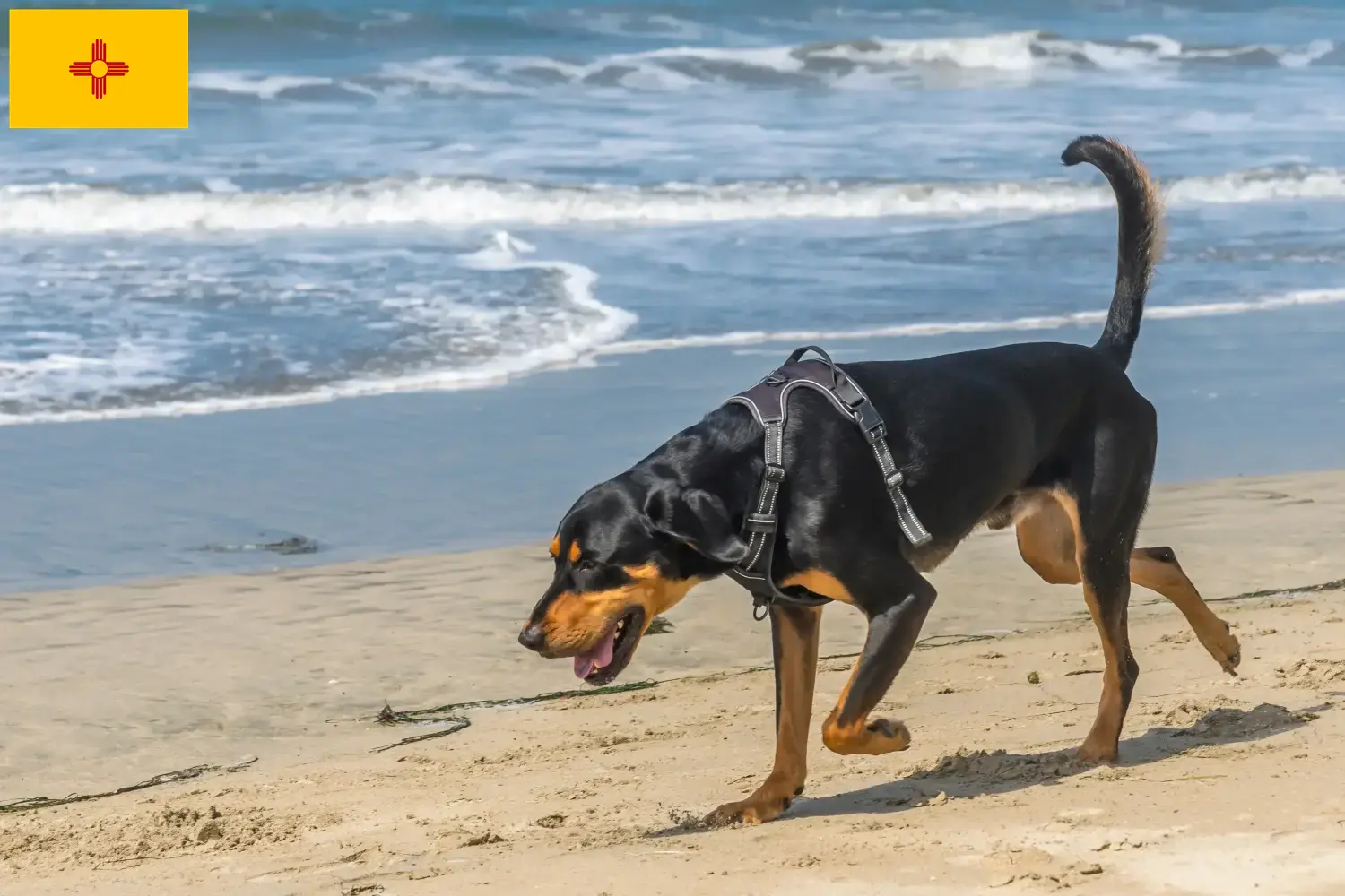 Read more about the article Black and Tan Coonhound Breeders and Puppies in New Mexico