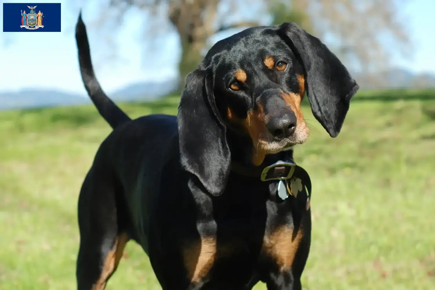 Read more about the article Black and Tan Coonhound Breeders and Puppies in New York
