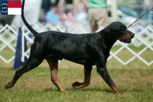 Read more about the article Black and Tan Coonhound Breeders and Puppies in North Carolina