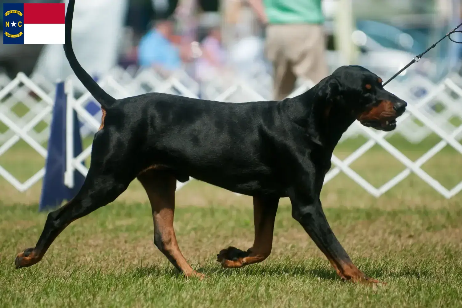 Read more about the article Black and Tan Coonhound Breeders and Puppies in North Carolina