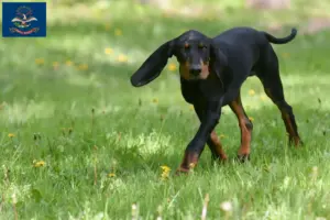 Read more about the article Black and Tan Coonhound Breeders and Puppies in North Dakota