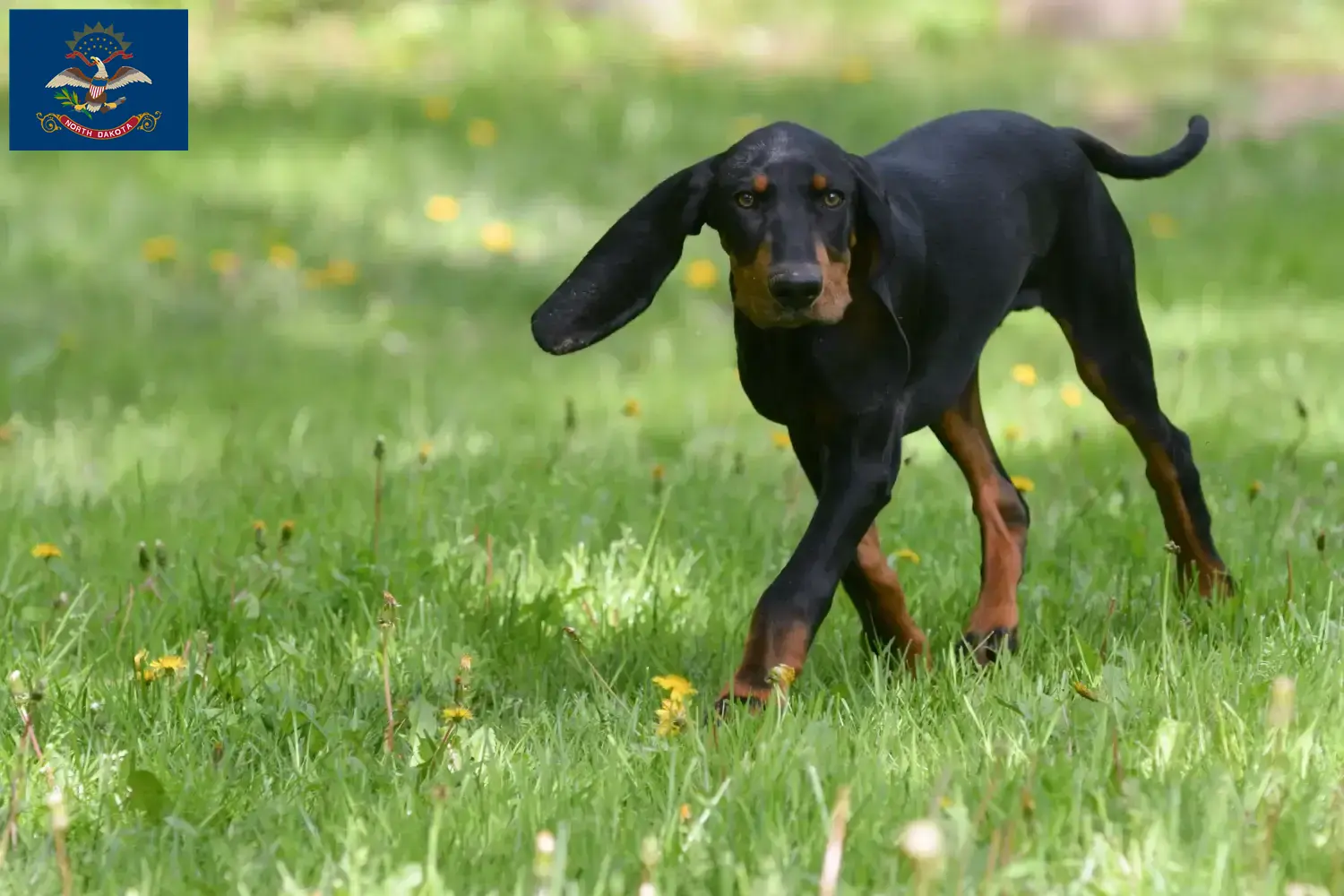 Read more about the article Black and Tan Coonhound Breeders and Puppies in North Dakota