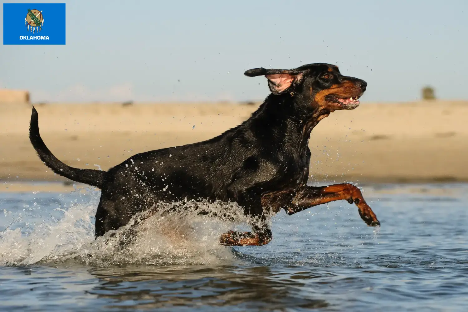 Read more about the article Black and Tan Coonhound Breeders and Puppies in Oklahoma