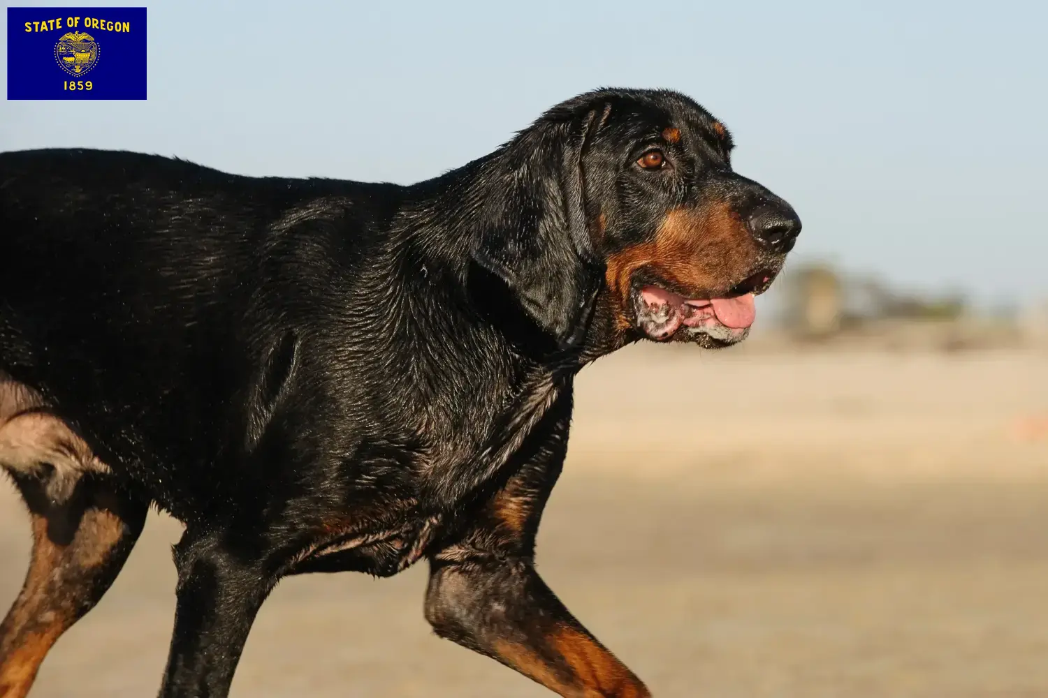 Read more about the article Black and Tan Coonhound breeders and puppies in Oregon