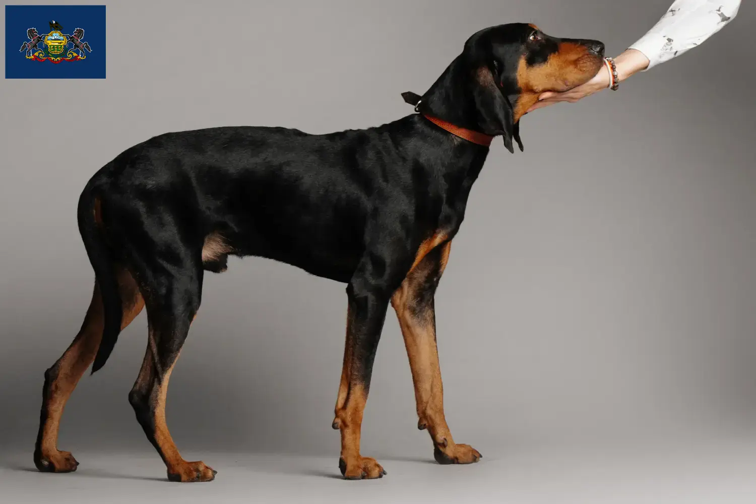 Read more about the article Black and Tan Coonhound Breeders and Puppies in Pennsylvania