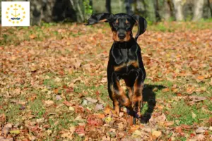 Read more about the article Black and Tan Coonhound Breeders and Puppies in Rhode Island