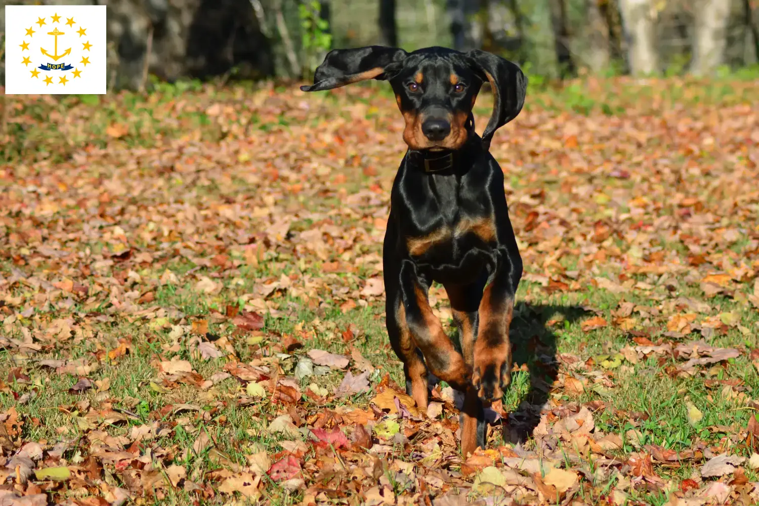 Read more about the article Black and Tan Coonhound Breeders and Puppies in Rhode Island