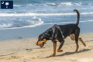 Read more about the article Black and Tan Coonhound Breeders and Puppies in South Carolina
