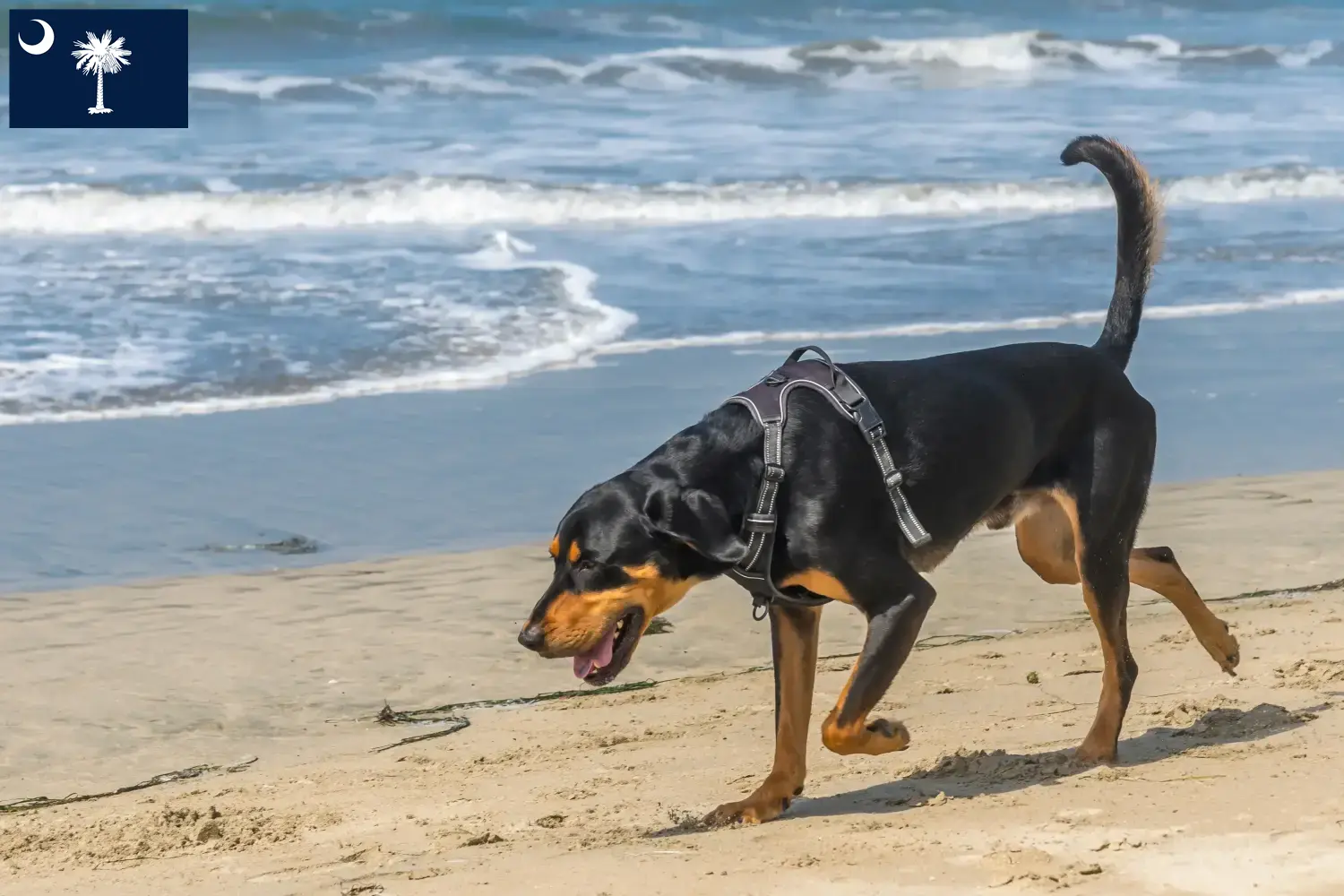 Read more about the article Black and Tan Coonhound Breeders and Puppies in South Carolina