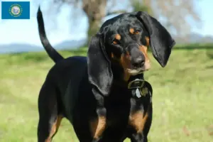 Read more about the article Black and Tan Coonhound Breeders and Puppies in South Dakota