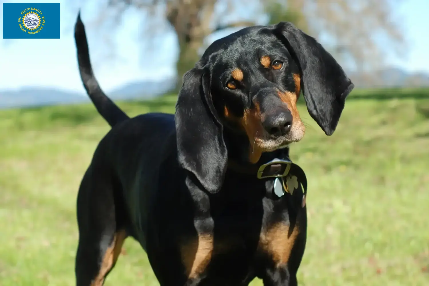 Read more about the article Black and Tan Coonhound Breeders and Puppies in South Dakota